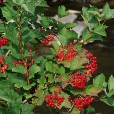 Калина обыкнвенная С2 - 3