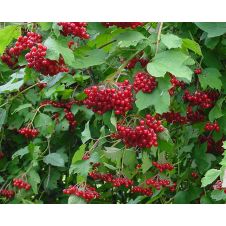 Калина обыкнвенная С2 - 3