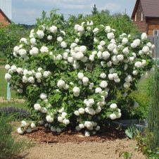 Калина обыкновенная Бульденеж С3