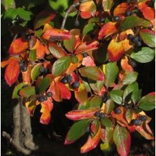 Кизильник блестящий С3