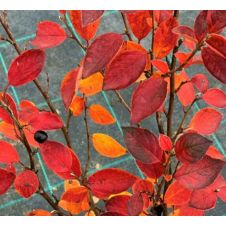 Кизильник блестящий С2