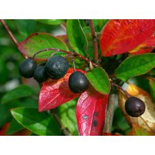 Кизильник блестящий С2