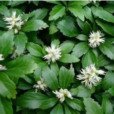 Пахизандра верхушечная С2/3