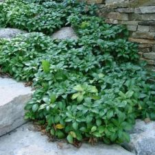 Пахизандра верхушечная С2/3