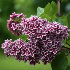 Сирень обыкновенная Сенсация (Sensation) С3