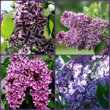 Сирень обыкновенная Сенсация (Sensation) С3