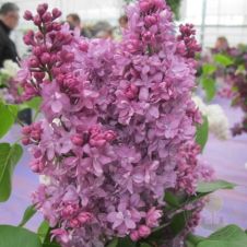 Сирень обыкновенная Изобилие С3