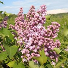 Сирень обыкновенная Изобилие С3