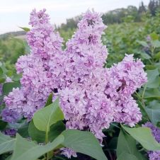 Сирень обыкновенная Изобилие С3