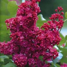 Сирень обыкновенная Красная Москва С3