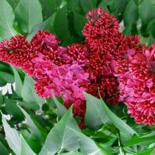 Сирень обыкновенная Красная Москва С3