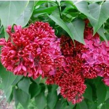 Сирень обыкновенная Красная Москва С3