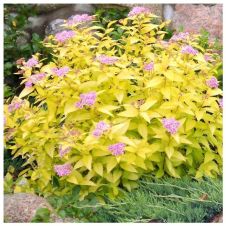 Спирея японская Голден Принцесс (Golden Princess) С2 - 3