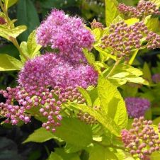 Спирея японская Голден Принцесс (Golden Princess) С2 - 3