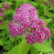 Спирея японская Macrophilla С2-3