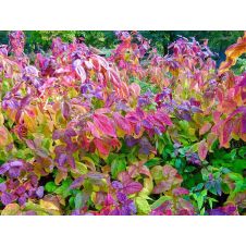 Спирея японская Macrophilla С2-3