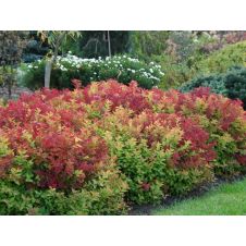 Спирея японская Macrophilla С2-3