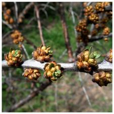 Саженец Облепиха Алей (опылитель) С7