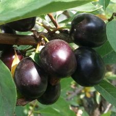 Вишня Омская Ночка