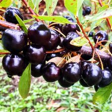 Вишня Омская Ночка