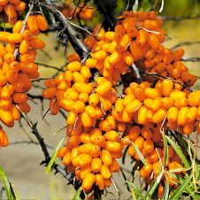 Облепиха Елизавета