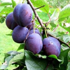 Слива Памяти Путова