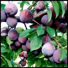 Слива Памяти Путова