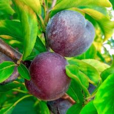 Слива Памяти Путова