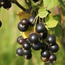 Смородина черная Селеченская 2