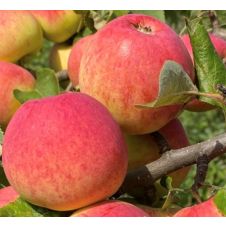 Яблоня Толунай