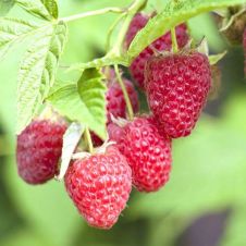 Малина Недосягаемая