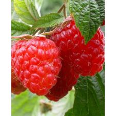 Малина Недосягаемая