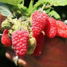 Малина Патриция