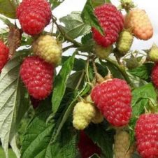 Малина Патриция