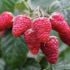 Малина Патриция