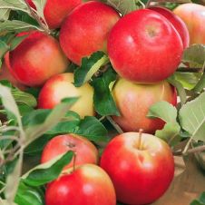 Яблоня Уралец