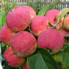 Яблоня Уралец