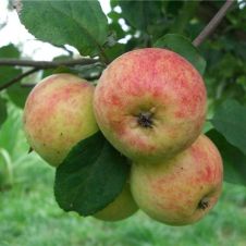 Яблоня Уралец