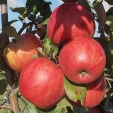 Яблоня Персиянка