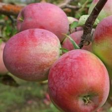 Яблоня Персиянка