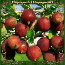 Крыжовник Нарядный