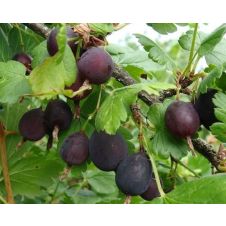 Крыжовник Кооператор