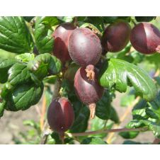 Крыжовник Кооператор