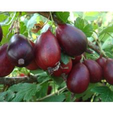 Крыжовник Кооператор