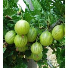 Крыжовник Берилл