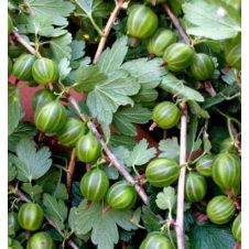 Крыжовник Берилл