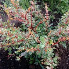 Барбарис Тунберга Наташа