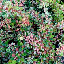 Барбарис Тунберга Наташа