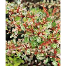 Барбарис Тунберга Наташа