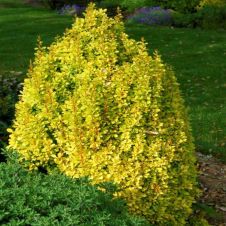 Барбарис Тунберга Torch d'Or (Торч Диор)С2 20-30 см